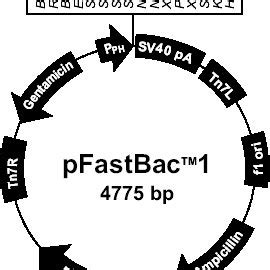 pfastbac1 vector map